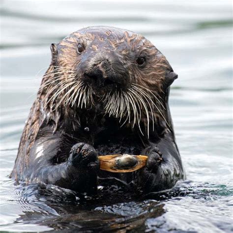 In Good News Sea Otters In California Surprise Scientists Free The