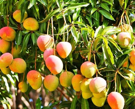 Varieties Of Mangoes On The Trail Of The Indian Mango Imvoyager