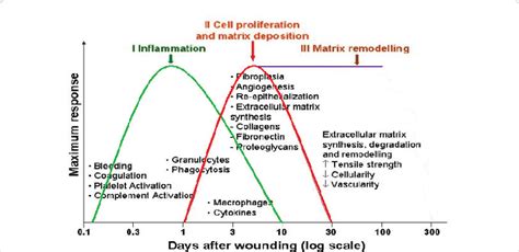 These aberrations can be grouped into three general categories: Cutaneous wound repair phases: There are 3 phases for a ...