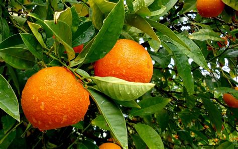 Wallpaper Leaves Food Plants Water Drops Tangerine Orange Fruit