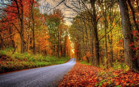 Wallpaper Forest Trees Leaves Colorful Road Autumn
