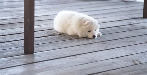 A Small White Sad Samoyed Puppy Is Lying Alone On A Wooden Veranda