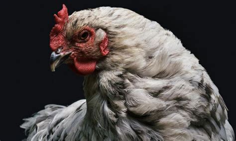 Cdc Warns People To Stop Kissing And Snuggling Live Poultry