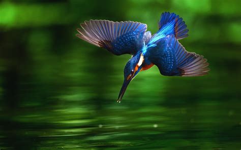 258 Kingfisher Hd Wallpapers Background Images