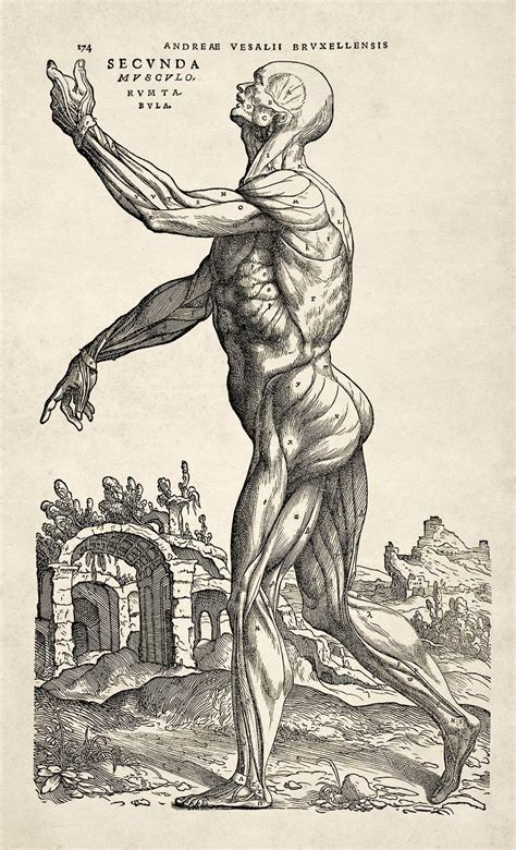 Andreas Vesalius Human Anatomy Print Muscle Man II Etsy Australia
