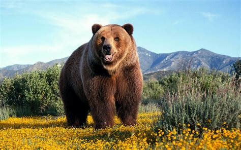 Grizzly Bear Wallpaper 1920x1200 58575