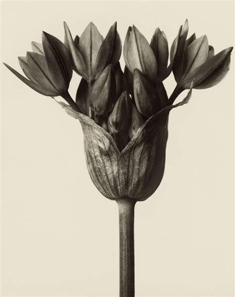 Exhibition ‘plant Studies By Karl Blossfeldt And Related Works At Die