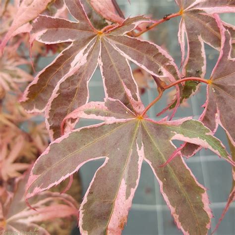 Acer Palmatum Pink Passion Large 10 Litre Plants Japanese Maples By