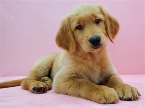 Golden retrievers make an ideal family pet. Golden Retriever-DOG-Female-Golden-2637654-Petland Las Vegas, NV