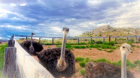 Visit The Rooster Cogburn Ostrich Ranch In Picacho Arizona