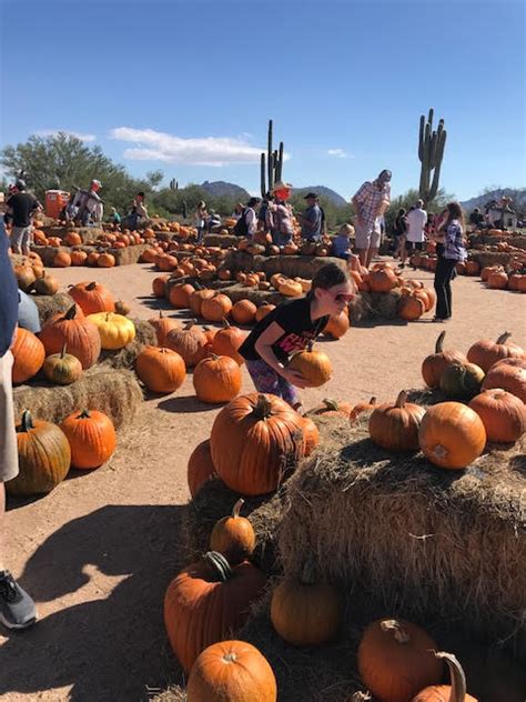 Pumpkin Patch Season Has Arrived Tips For Pumpkin Patching In Arizona Ladybug S Blog
