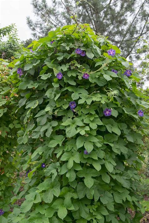How To Grow Morning Glory In A Container Gardeners Path