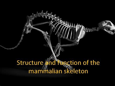 Structure And Function Of The Mammalian Skeleton Todays