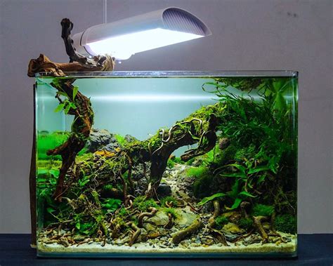 In general, aquascaping is not. aquascape inspo: nano tank by André Franken | Aquascape ...