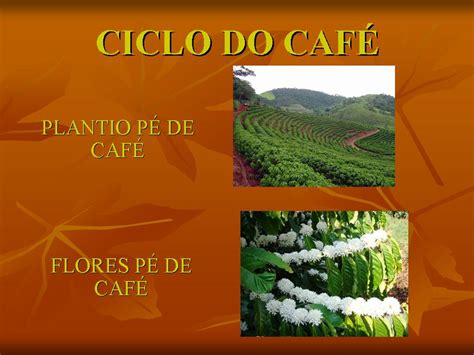 Ciclo Do Café No Paraná