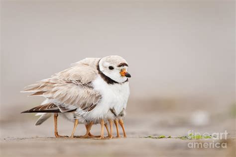 Piping Plover Brooding Four Chicks Photograph By Michael Milicia