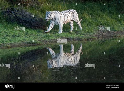 Asian Bengal Tiger Panthera Tigris Tigris White Tiger Adult