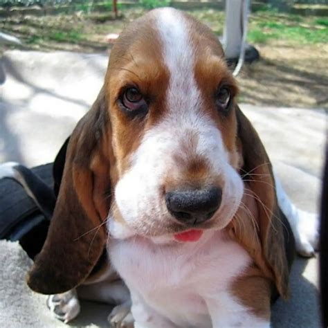 14 Reasons Basset Hounds Are Not The Friendly Dogs Everyone Says They