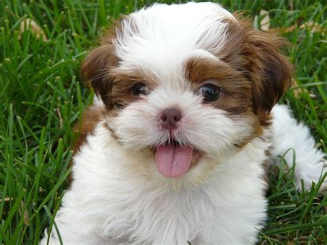 Adorable Shih Tzu Puppy Raww