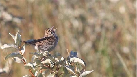 Grassland Birds Hurting Worse Than Any Other Wildlife On