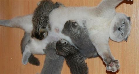 The Overwhelmed Look On This New Mommy Cats Face Is Hilarious