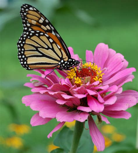 Filemonarch Butterfly Pink Zinnia 1800px