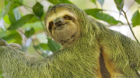 International Sloth Day October 20 2022 Happy Days 365