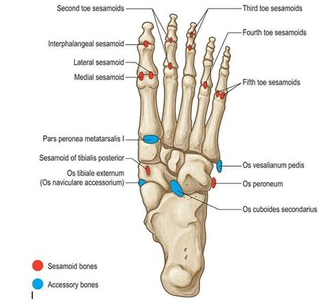 Accessory Bones Of The Foot Foot And Ankle Academy