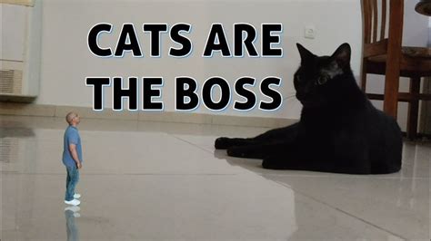Pin On Cats Are The Boss Cats And Magic Tricks