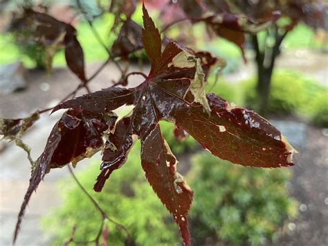 Japanese Maple Leaves Problem Tree Health Care Arbtalk The Social