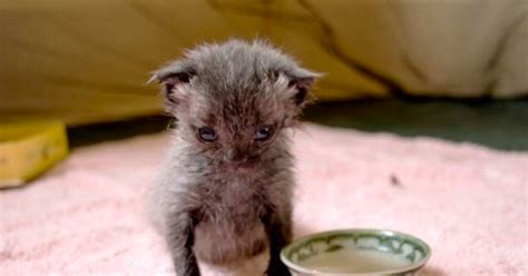 Tiny Kitten Stranded In The Pouring Rain Makes Remarkable Recovery