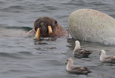 Walrus Feeding On Dead Minke Whale Paul Ellis Flickr