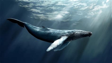 wallpaper whale sea ocean water underwater diving