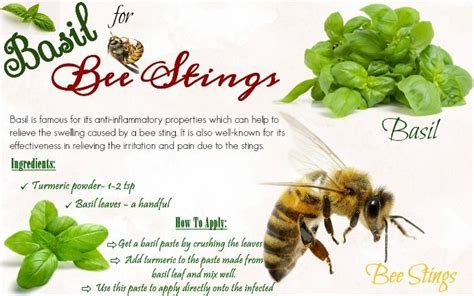 30 Natural Home Remedies For Bee Stings Itching And Swelling Remedies