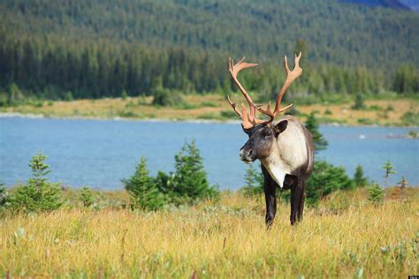 Keeping Safe The Woodland Caribou Of The Boreal Forest