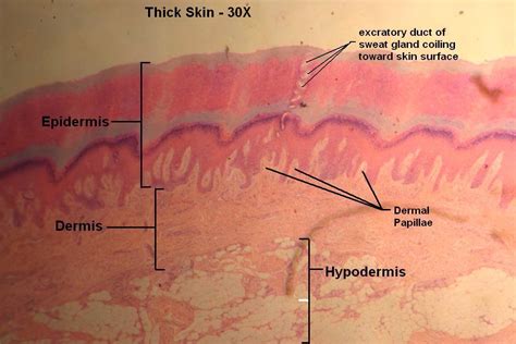 Thick Skin Tutorial Histology Atlas For Anatomy And Physiology