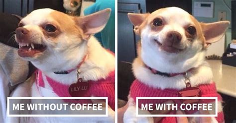 19 Funny Coffee Pictures That Will Give You More Energy Than Caffeine