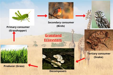 Grassland Ecosystem Types Biotic And Abiotic Factors