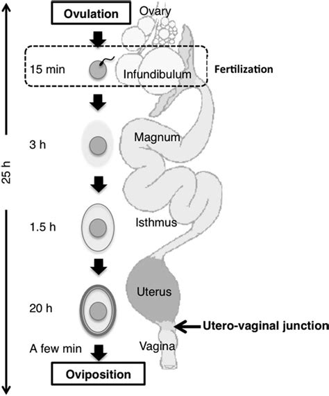 Schematic Drawing Of An Avian Oviduct After Ovulation The Oocyte Is
