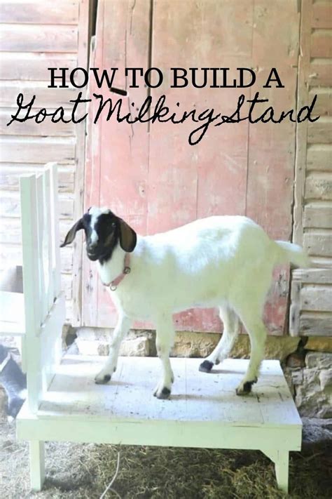 Learn How To Build A Goat Milking Stand That Is Easy And Affordable