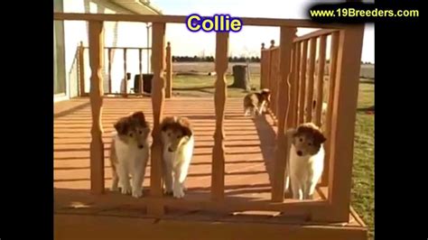 We have happy healthy puppies available for sale year round. Collie, Puppies, For, Sale, In, Louisville,County ...