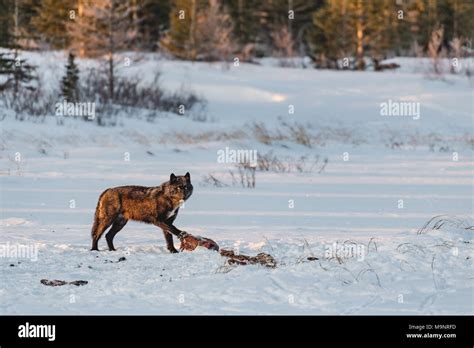 Black Wolves With Kill Stock Photo Alamy