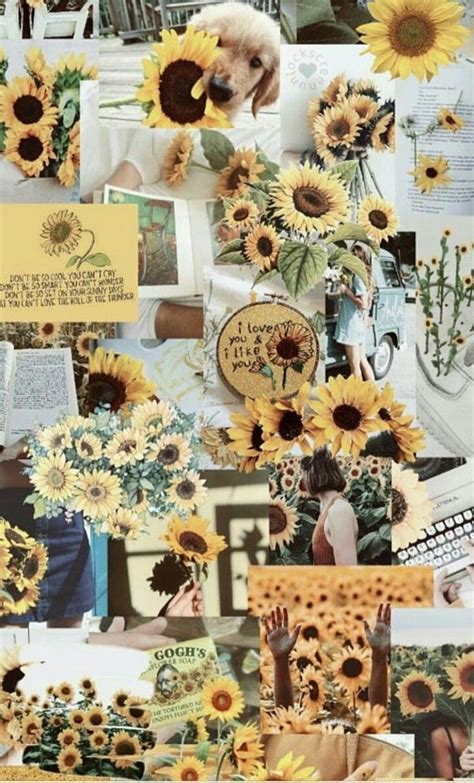 Sunflower Aesthetic Collage Hd Phone Wallpaper Pxfuel