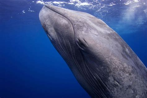 8 Fascinating Facts About Blue Whales—and How To Help Them Brightly