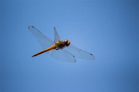 Dragonfly Flying In The Sky Pixahive