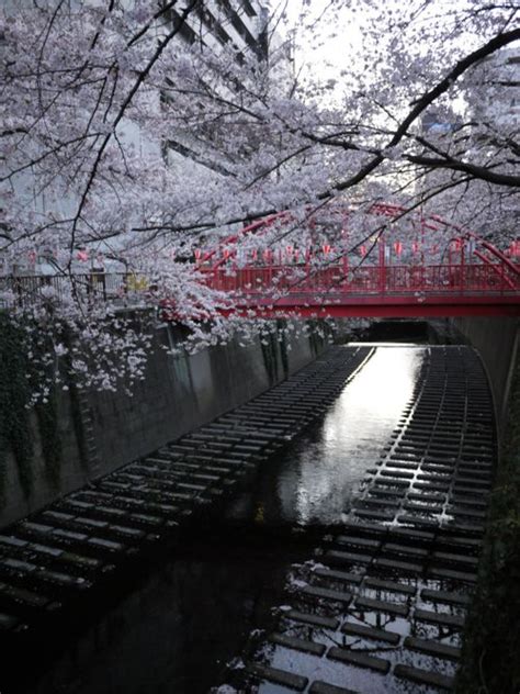 Water Blossom Red Bridges Archetypal Japanese Scenery Scenery
