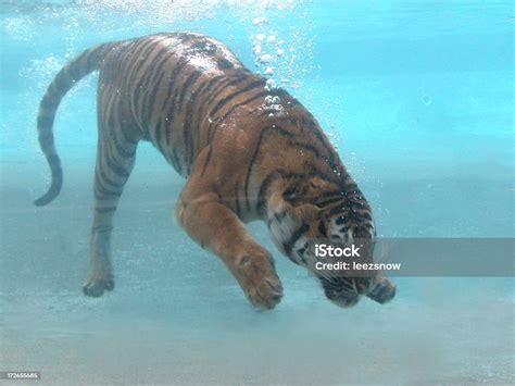Tiger Underwater Stock Photo Download Image Now Tiger Swimming