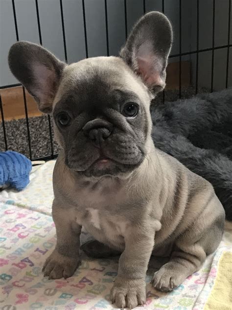 Top French Bulldog For Sale Az In The World The Ultimate Guide Bulldogs