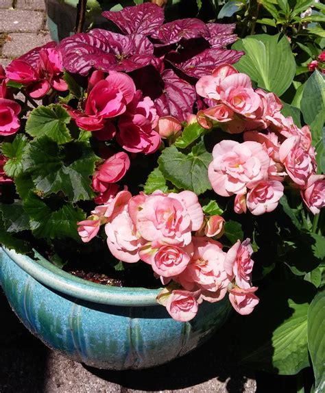 A Mix Of Pink Blooming Rieger Begonia And A Purple Leaf Begonia Are Set