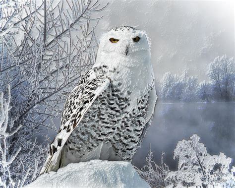 Snowy Owl Digital Art By Pennie Mccracken Fine Art America